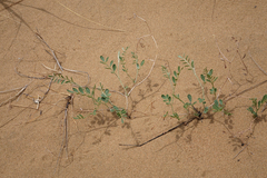 Corethrodendron fruticosum