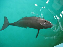 Narrow-Ridged Finless Porpoise photo 4