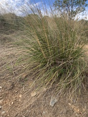 Ampelodesmos mauritanicus