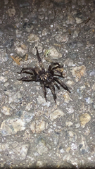 Calisoga longitarsis