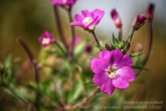 Epilobium hirsutum