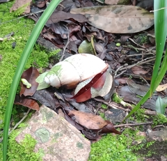 Megalobulimus