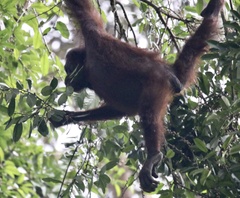Pongo pygmaeus