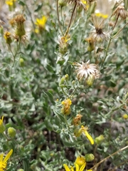 Heterotheca hirsutissima