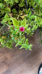 Mesembryanthemum cordifolium