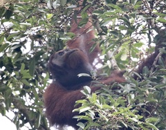 Pongo pygmaeus