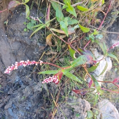 Persicaria pensylvanica