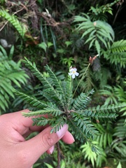 Biophytum dendroides