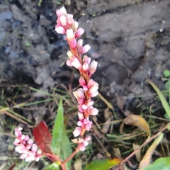 Persicaria pensylvanica