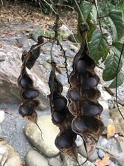 Mucuna urens