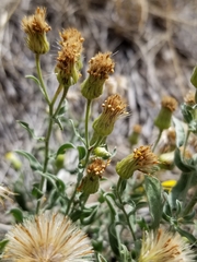 Heterotheca hirsutissima