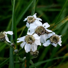 Achillea ptarmica