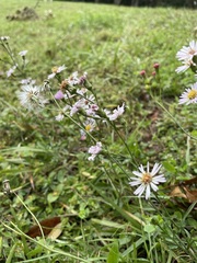 Symphyotrichum