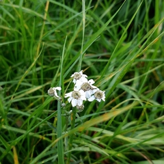 Achillea ptarmica