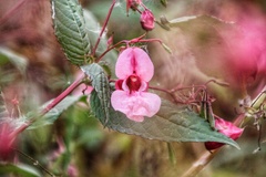Impatiens glandulifera