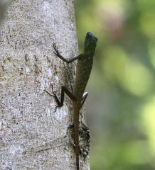 Bronchocela cristatella