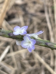 Stachytarpheta cayennensis