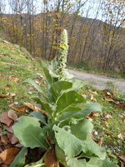 Verbascum densiflorum