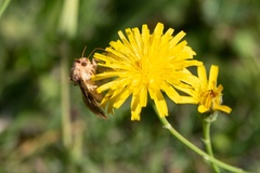 Plusiini