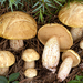 Suillus mediterraneensis - Photo (c) Federico Calledda, some rights reserved (CC BY-NC), uploaded by Federico Calledda