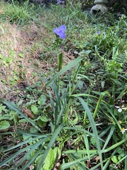 Tradescantia ohiensis