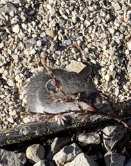 Peromyscus leucopus