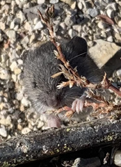 Peromyscus leucopus