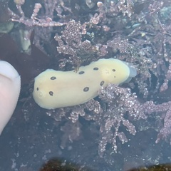 Diaulula sandiegensis