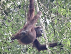 Pongo pygmaeus