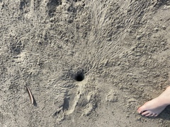 Ocypode gaudichaudii