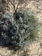 Artemisia stelleriana