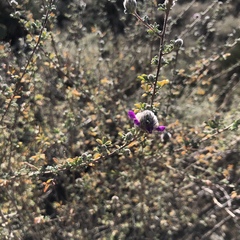 Dalea pulchra
