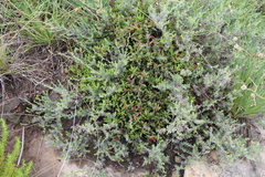 Delosperma grantiae