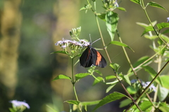 Pereute charops charops