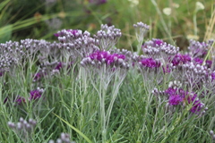 Vernonia capensis