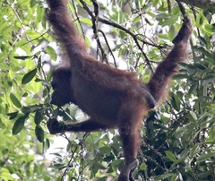 Pongo pygmaeus