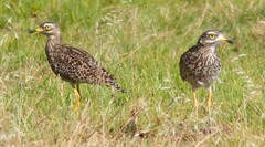 Burhinus capensis capensis