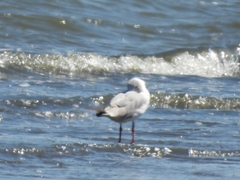 Chroicocephalus cirrocephalus