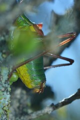 Barbitistes serricauda