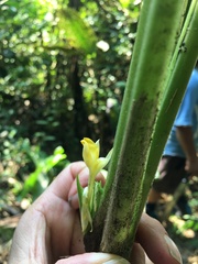 Marantaceae