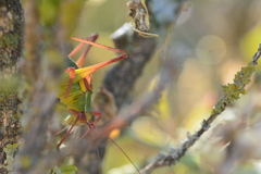 Barbitistes serricauda