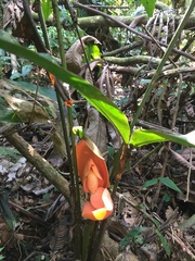 Cyclanthus bipartitus