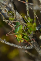 Barbitistes serricauda