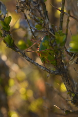 Barbitistes serricauda