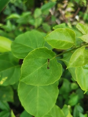 Odontomantis planiceps