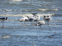 Chroicocephalus cirrocephalus