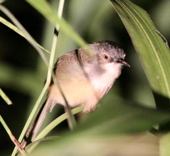 Prinia flaviventris