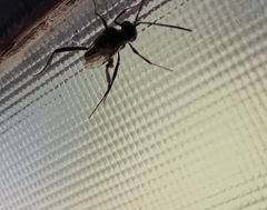 Evania appendigaster