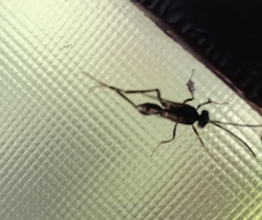 Evania appendigaster