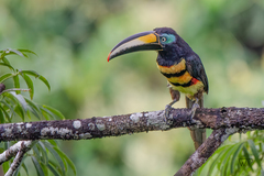 Pteroglossus pluricinctus